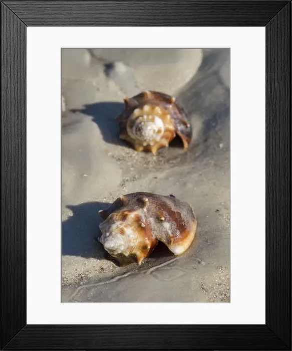 Framed Print : Conch Fighting shells, Honeymoon Island State Park, Dunedin, Florida, USA Framed Print : Conch Fighting shells, Honeymoon Island State Park, Dunedin, Florida, USA