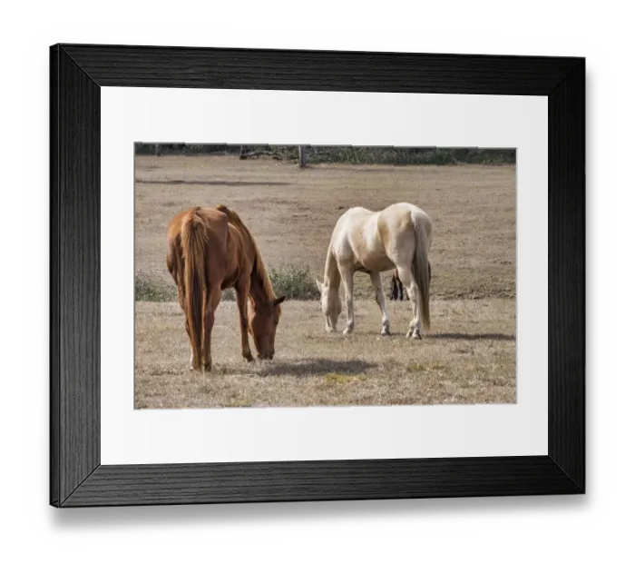 Framed Print : Two horses in a field, Deland, Florida, USA Framed Print : Two horses in a field, Deland, Florida, USA