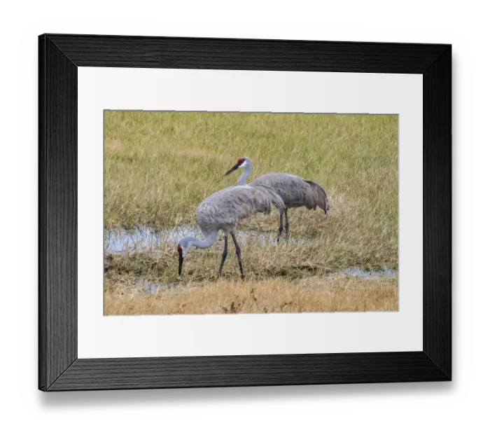 Framed Print : Sandhill Cranes feeding in the marsh, Deland, Florida, USA Framed Print : Sandhill Cranes feeding in the marsh, Deland, Florida, USA