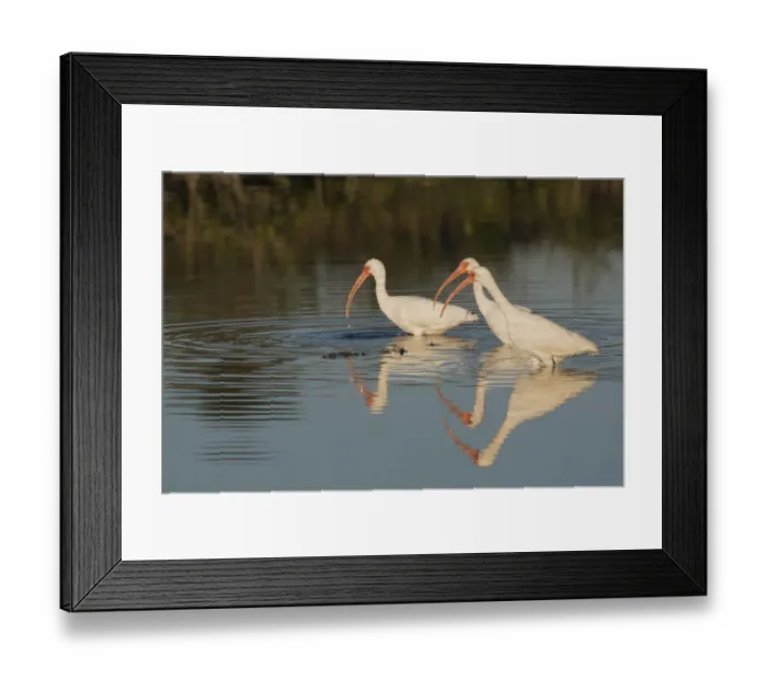 Framed Print : White ibises foraging Framed Print : White ibises foraging