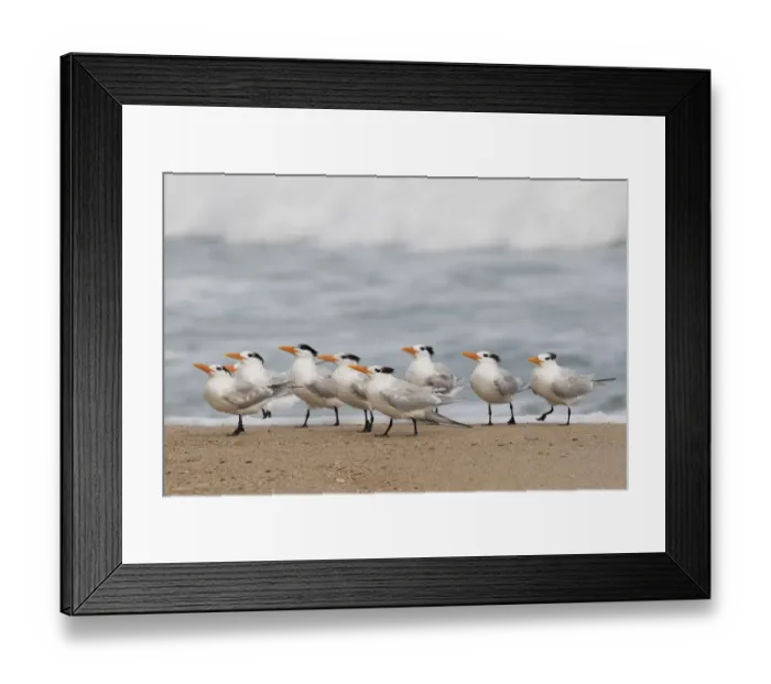 Framed Print : Elegant terns, incoming wave