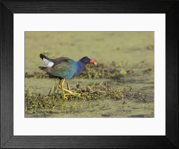 Framed Print : Purple gallinule foraging for food
