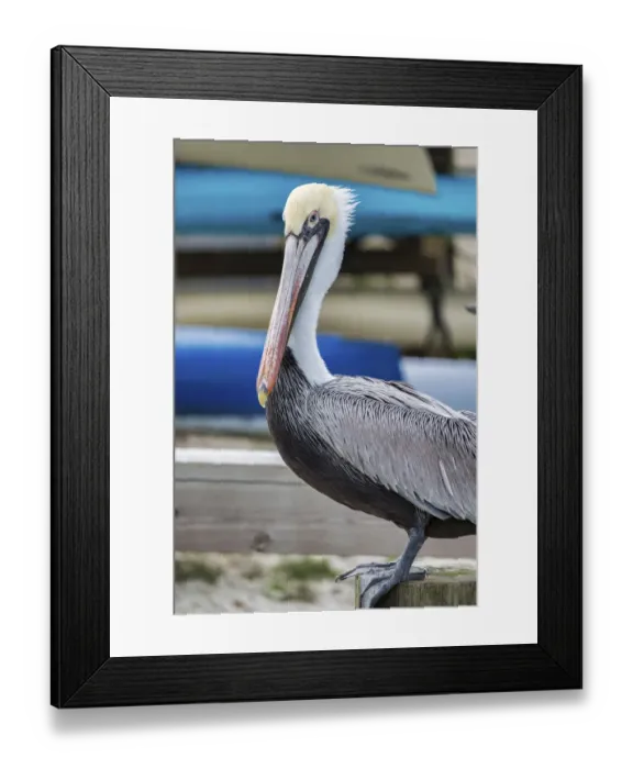 Framed Print : Brown pelican, New Smyrna Beach, Florida, USA Framed Print : Brown pelican, New Smyrna Beach, Florida, USA