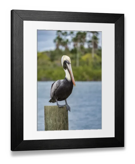 Framed Print : Brown pelican, New Smyrna Beach, Florida, USA Framed Print : Brown pelican, New Smyrna Beach, Florida, USA