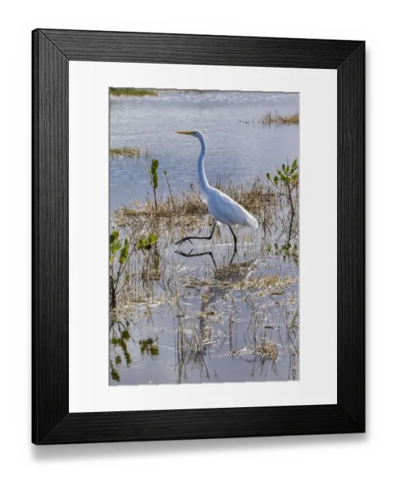 Framed Print : Great white egret wading, Merritt Island nature preserve, Florida, USA Framed Print : Great white egret wading, Merritt Island nature preserve, Florida, USA
