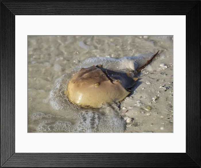 Framed Print : Horseshoe Crab, Honeymoon Island State Park, Dunedin, Florida, USA Framed Print : Horseshoe Crab, Honeymoon Island State Park, Dunedin, Florida, USA
