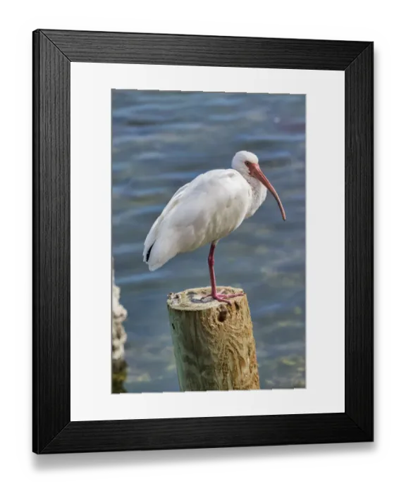Framed Print : White Ibis perched on a wooden post, Oak Hill, Florida, USA Framed Print : White Ibis perched on a wooden post, Oak Hill, Florida, USA