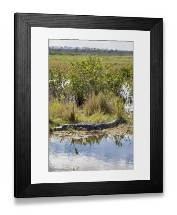 Framed Print : Alligator sunning himself, Merritt Island nature preserve, Florida, USA Framed Print : Alligator sunning himself, Merritt Island nature preserve, Florida, USA