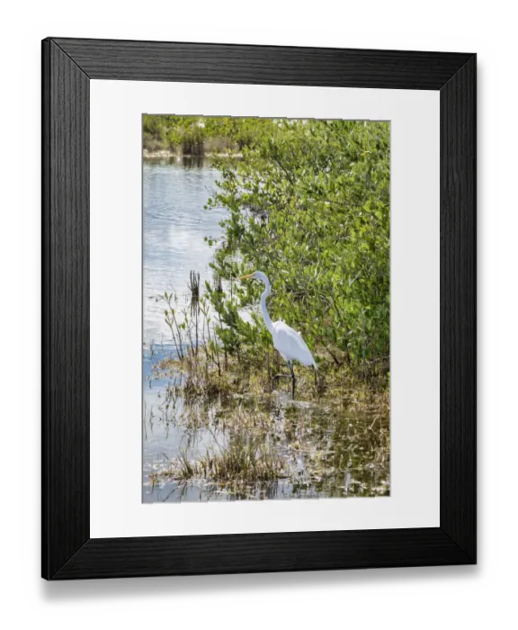 Framed Print : Great White Egret wading, Merritt Island nature preserve, Florida, USA Framed Print : Great White Egret wading, Merritt Island nature preserve, Florida, USA