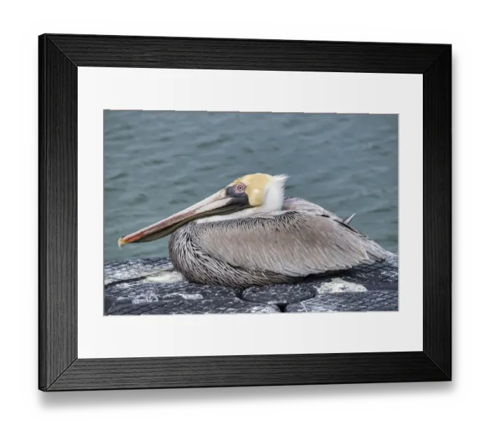 Framed Print : Brown pelican, New Smyrna Beach, Florida, USA