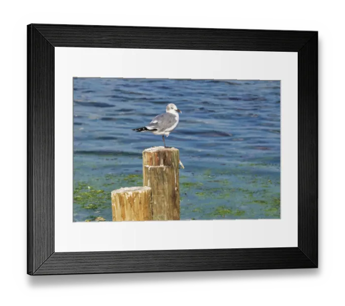 Framed Print : Seagull on a piling, Florida, USA Framed Print : Seagull on a piling, Florida, USA