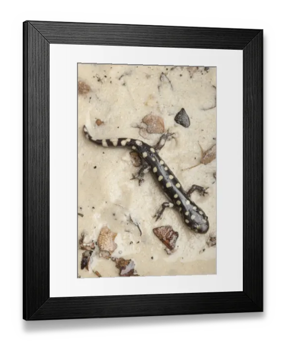 Framed Print : Wild eastern tiger salamander, Ambystoma tigrinum tigrinum, Central Florida