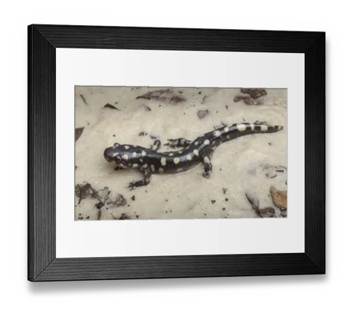 Framed Print : Wild eastern tiger salamander, Ambystoma tigrinum tigrinum, Central Florida Framed Print : Wild eastern tiger salamander, Ambystoma tigrinum tigrinum, Central Florida