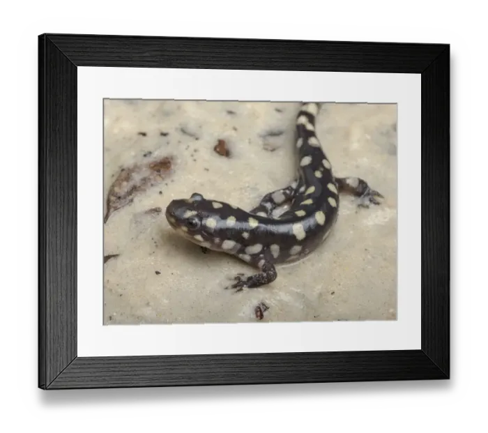 Framed Print : Wild eastern tiger salamander, Ambystoma tigrinum tigrinum, Central Florida Framed Print : Wild eastern tiger salamander, Ambystoma tigrinum tigrinum, Central Florida