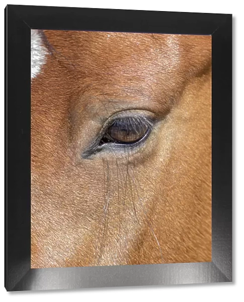 USA, Colorado, San Luis. Wild horse head close-up. USA, Colorado, San Luis. Credit as