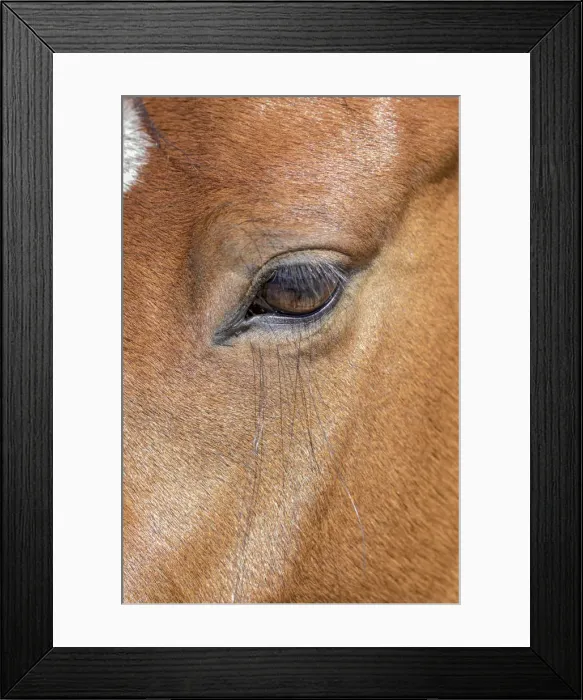 Framed Print : USA, Colorado, San Luis. Wild horse head close-up. USA, Colorado, San Luis. Credit as Framed Print : USA, Colorado, San Luis. Wild horse head close-up. USA, Colorado, San Luis. Credit as