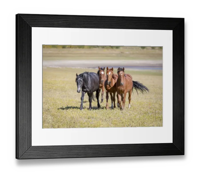 Framed Print : USA, Colorado, San Luis. Wild horse adults. Credit as: Fred Lord / Jaynes Gallery / DanitaDelimont Framed Print : USA, Colorado, San Luis. Wild horse adults. Credit as: Fred Lord / Jaynes Gallery / DanitaDelimont