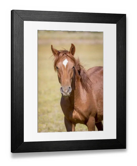 Framed Print : USA, Colorado, San Luis. Wild horse close-up Framed Print : USA, Colorado, San Luis. Wild horse close-up