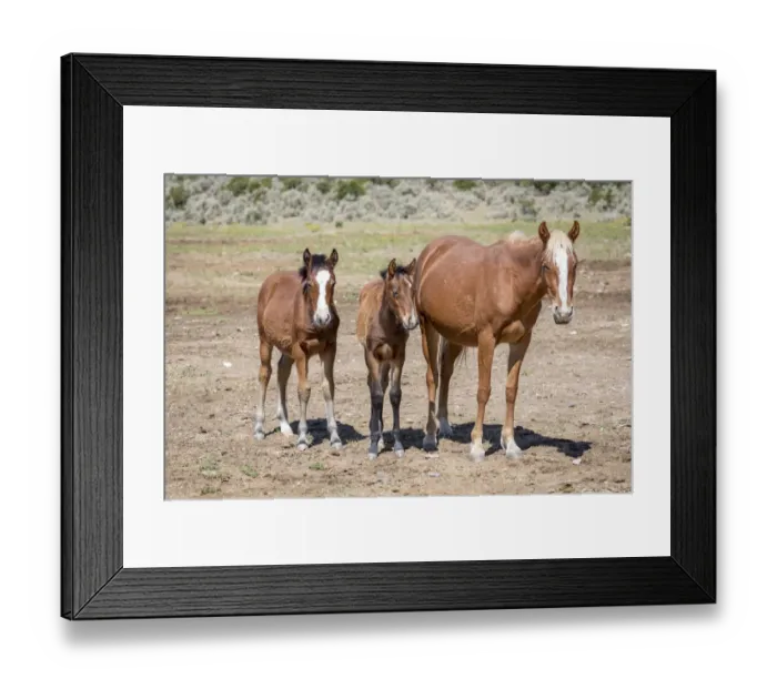 Framed Print : USA, Colorado, San Luis. Wild horse adult and foals Framed Print : USA, Colorado, San Luis. Wild horse adult and foals