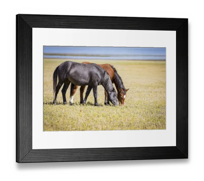 Framed Print : USA, Colorado, San Luis. Wild horse adults grazing