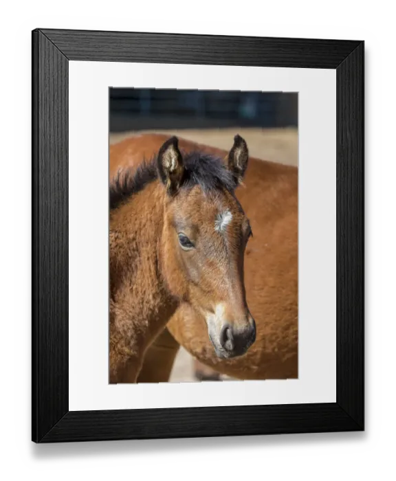Framed Print : USA, Colorado, San Luis. Wild horse foal close-up Framed Print : USA, Colorado, San Luis. Wild horse foal close-up