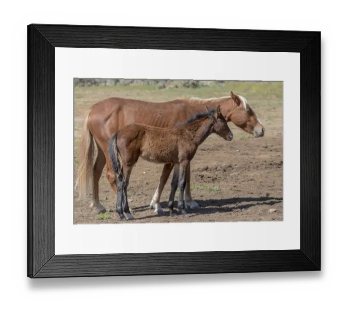 Framed Print : USA, Colorado, San Luis. Wild horse mare and foal Framed Print : USA, Colorado, San Luis. Wild horse mare and foal