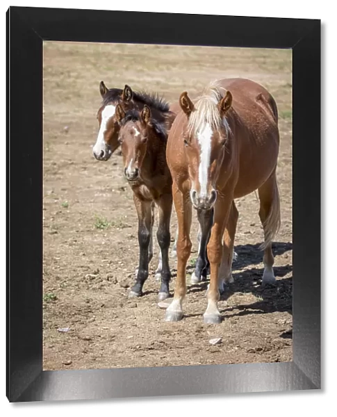 USA, Colorado, San Luis. Wild horse adult and foals
