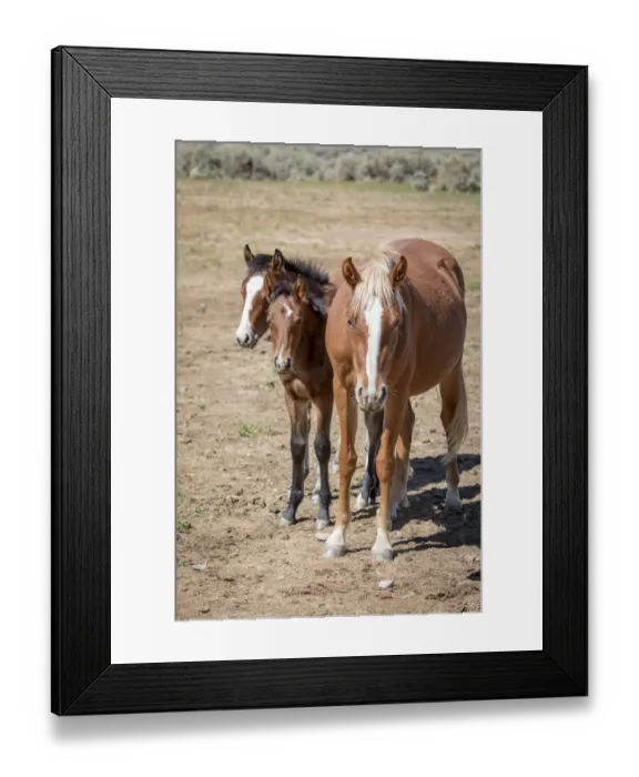 Framed Print : USA, Colorado, San Luis. Wild horse adult and foals Framed Print : USA, Colorado, San Luis. Wild horse adult and foals