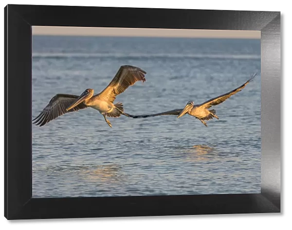 Pair of brown pelicans in flight along Sanibel Island in Florida, USA