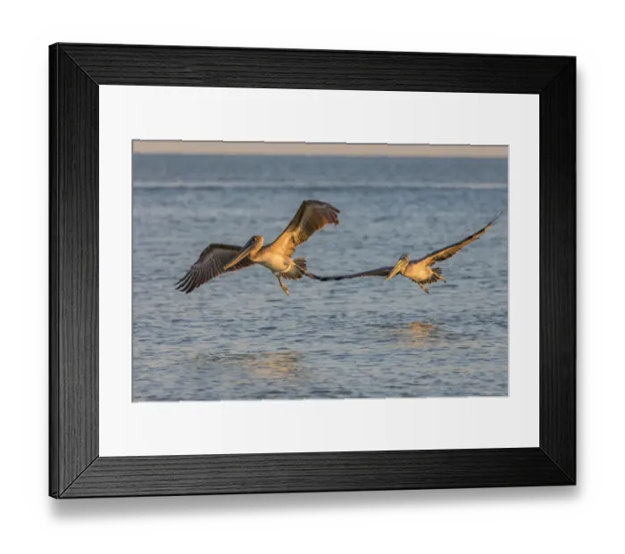 Framed Print : Pair of brown pelicans in flight along Sanibel Island in Florida, USA Framed Print : Pair of brown pelicans in flight along Sanibel Island in Florida, USA