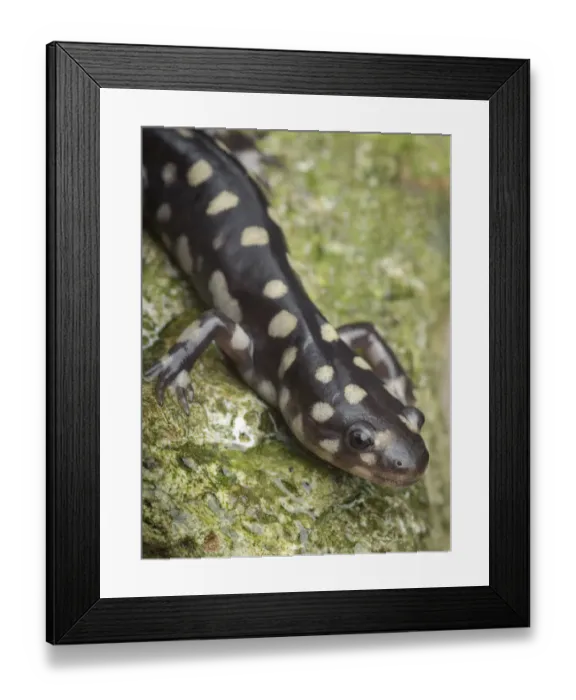 Framed Print : Wild eastern tiger salamander, Ambystoma tigrinum tigrinum, Central Florida Framed Print : Wild eastern tiger salamander, Ambystoma tigrinum tigrinum, Central Florida