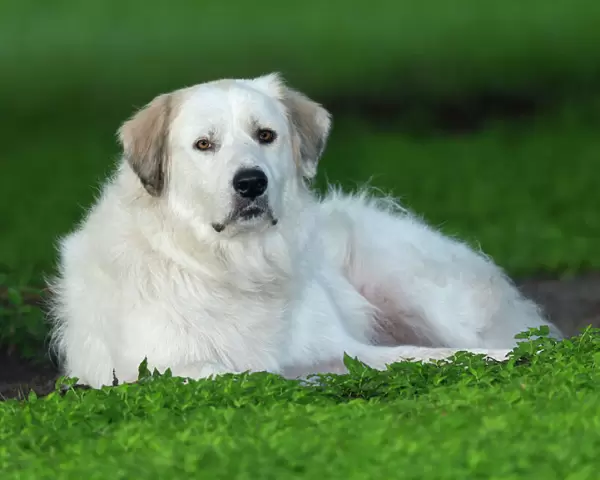 Great Pyrenees or Pyrenean Mountain Dog