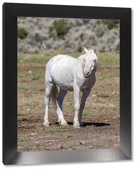 USA, Colorado, San Luis. Wild horse alone. Credit as: Fred Lord  /  Jaynes Gallery  /  DanitaDelimont