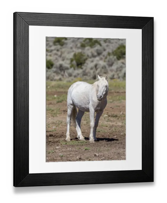 Framed Print : USA, Colorado, San Luis. Wild horse alone. Credit as: Fred Lord / Jaynes Gallery / DanitaDelimont Framed Print : USA, Colorado, San Luis. Wild horse alone. Credit as: Fred Lord / Jaynes Gallery / DanitaDelimont