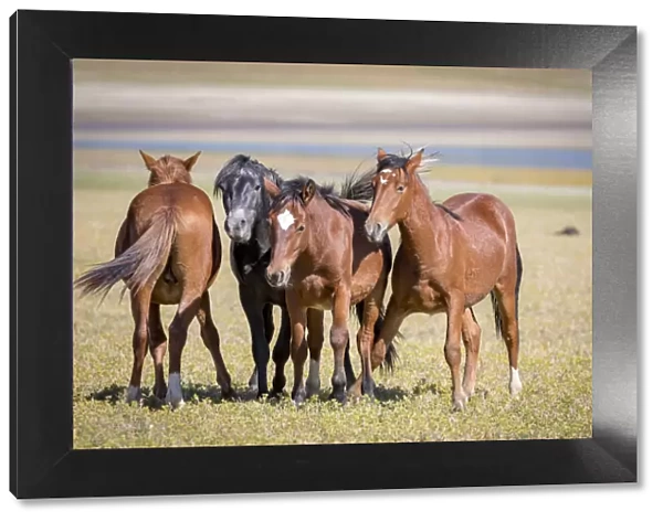 USA, Colorado, San Luis. Wild horse adults. Credit as: Fred Lord  /  Jaynes Gallery  /  DanitaDelimont