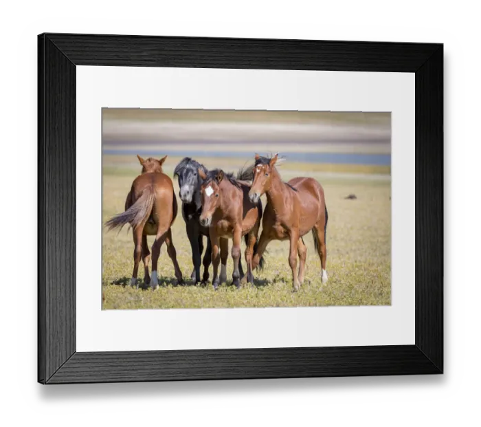 Framed Print : USA, Colorado, San Luis. Wild horse adults. Credit as: Fred Lord  /  Jaynes Gallery  /  DanitaDelimont