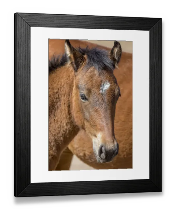 Framed Print : USA, Colorado, San Luis. Wild horse foal close-up Framed Print : USA, Colorado, San Luis. Wild horse foal close-up