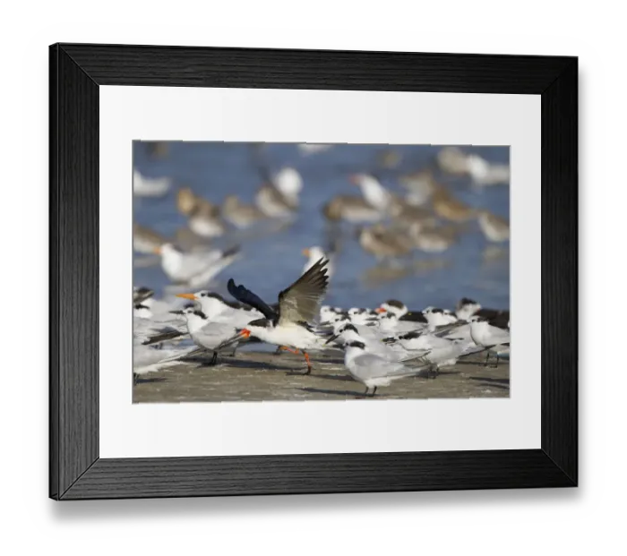 Framed Print : USA, Fort De Soto Park, Pinellas County, St. Petersburg, Florida. A black skimmer preparing to fly Framed Print : USA, Fort De Soto Park, Pinellas County, St. Petersburg, Florida. A black skimmer preparing to fly