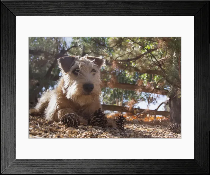 Framed Print : Wheaten Terrier with pine cones (PR) Framed Print : Wheaten Terrier with pine cones (PR)