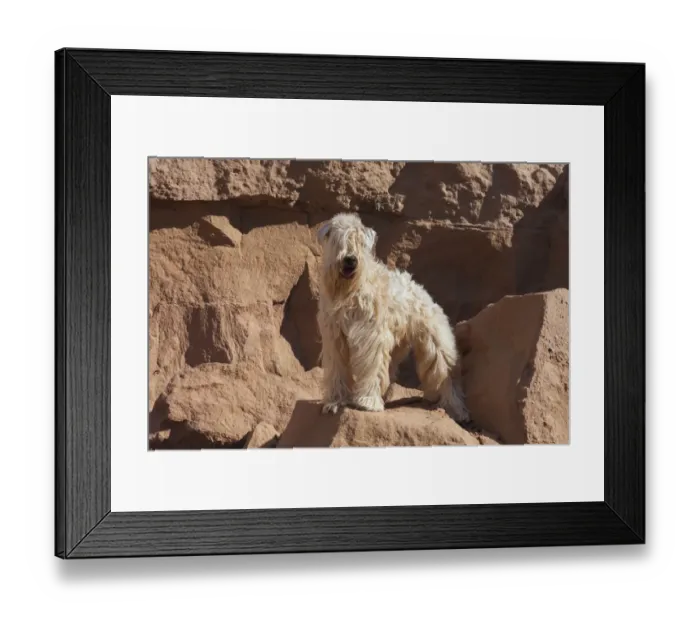 Framed Print : Wheaten Terrier standing in dry river (PR)