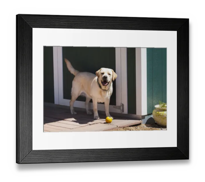 Framed Print : Labrador with orange (PR) Framed Print : Labrador with orange (PR)
