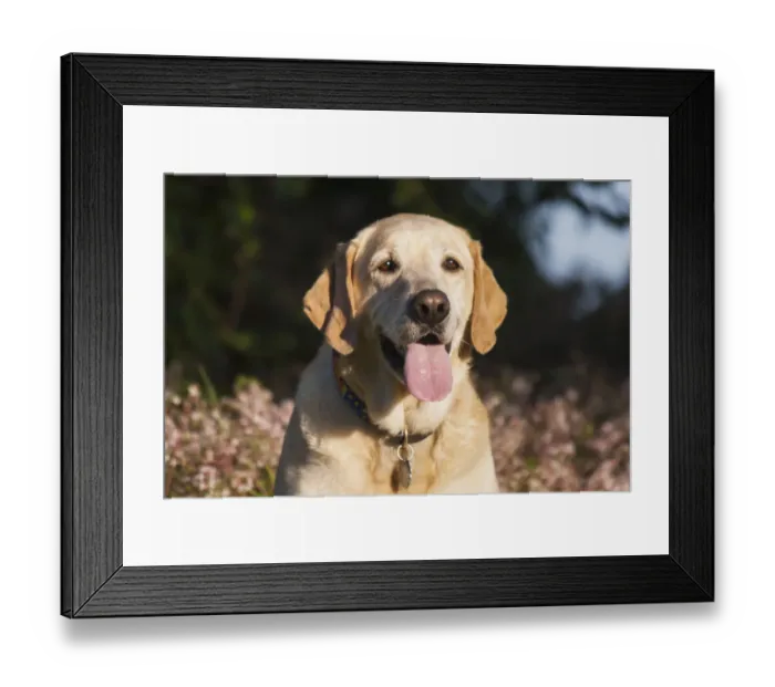 Framed Print : Portrait of Labrador (PR) Framed Print : Portrait of Labrador (PR)