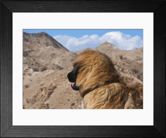 Framed Print : Leonberger looking out into the desert (PR)