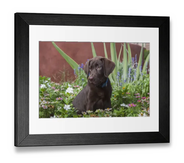 Framed Print : Chocolate Labrador Puppy (PR) Framed Print : Chocolate Labrador Puppy (PR)