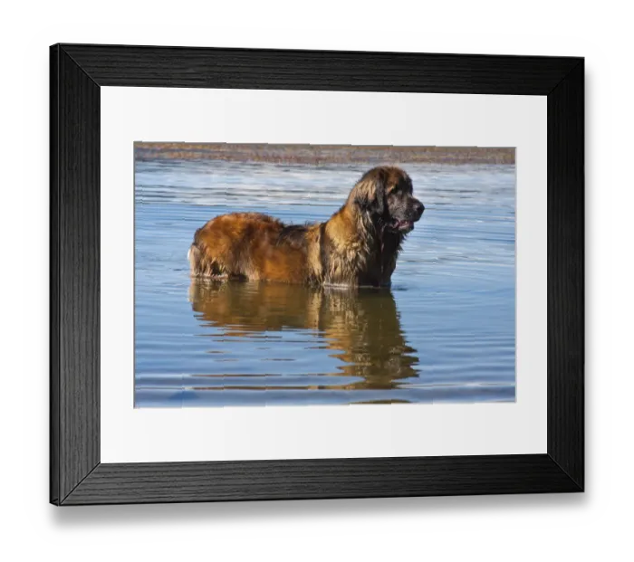 Framed Print : Leonberger in lake (PR) Framed Print : Leonberger in lake (PR)