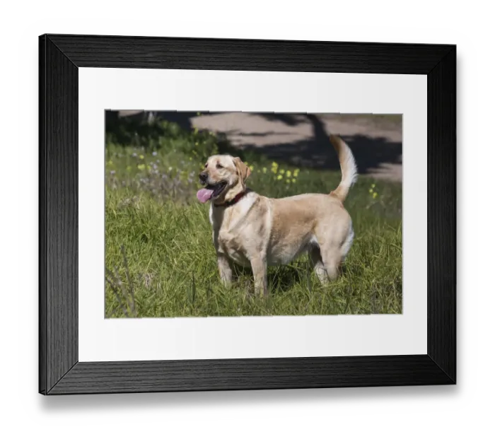 Framed Print : Labrador sees something of interest (PR) Framed Print : Labrador sees something of interest (PR)