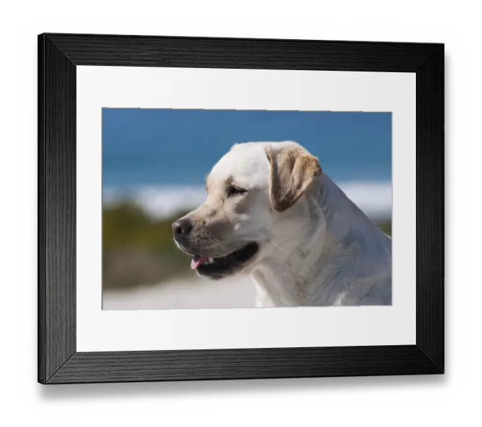 Framed Print : Portrait of Labrador (PR) Framed Print : Portrait of Labrador (PR)