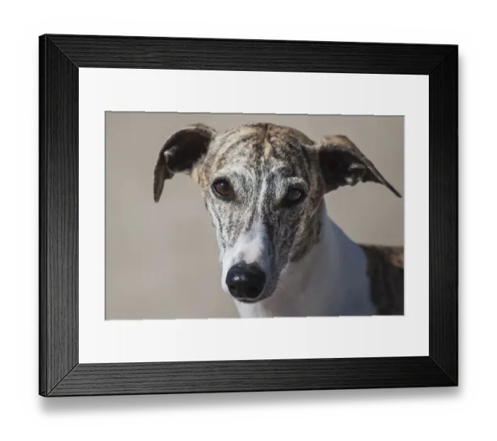 Framed Print : Portrait of a Whippet Framed Print : Portrait of a Whippet