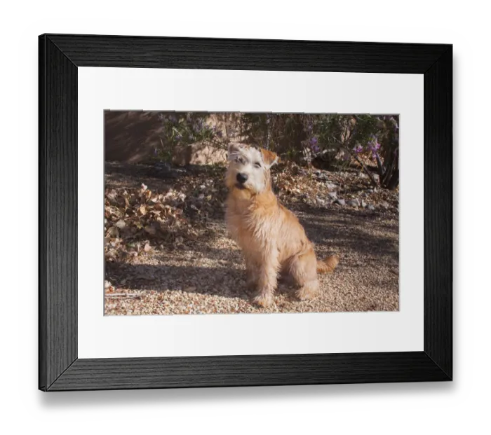 Framed Print : Wheaten Terrier sitting (PR) Framed Print : Wheaten Terrier sitting (PR)