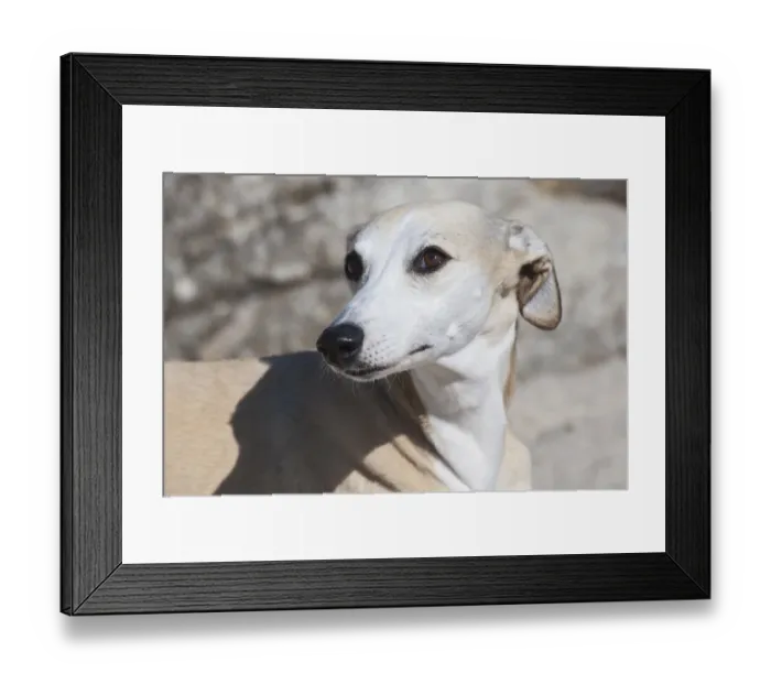 Framed Print : Portrait of a Whippet Framed Print : Portrait of a Whippet